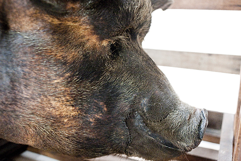 Matéria e Forma – O Porco, de Nelson Leirner, 1966